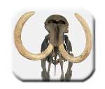 Zoologisches Museum Uni Z&uuml;rich